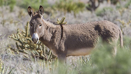 A wild burro in Southern Nevada.