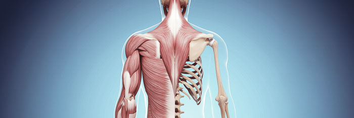 Illustration of a human upper body from the back, showing the musculature and skeletal structure.
