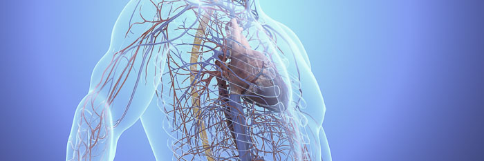 Illustration of the human nervous and cardiovascular systems, showing organs and nerves.